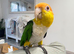Hand tamed white bellied caique parrot