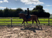 Selection of horses available