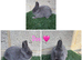 Pure breed Netherlands dwarf does