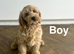 Lilac stunning litter of apricot cockapoo girls and boy
