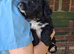 Yorkiepoo pups