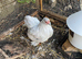 Hen Pekin bantam