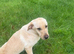 Female Labrador for sale