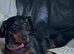 Dacshund bitch