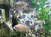 Polar parrots for sale