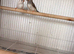 Pair of zebra finches