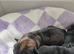 Border terrier puppies