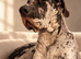 *Unproven Stud* KC registered Merle Great Dane 17 months
