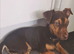 REHOME Jack Russell puppy