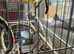 Female white budgies (red eyes birds)