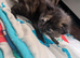 Kittens for sale ... READY TO LEAVE NOW