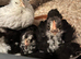 Mottled bantam cockerels