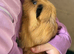 3 boar guinea pigs