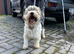 3 yr old Biewer terrier boy for sale