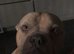 Male Pocket Bully- Kash