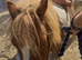 Super Shetland mare