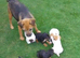 Beautiful Russell border pups