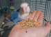 Love bird