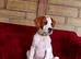 English pointer male 1 year old