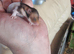 Syrian hamsters for sale