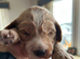 Gorgeous Cockerpoo puppies