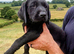 3 STUNNING LABRADOR PUPPIES READY NOW