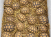 VARIOUS TORTOISES