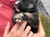Shepsky Pups