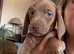 Standard dachshund puppies