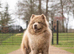Lilac Merle chow chow boy carry tan kykb