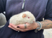Beautiful baby Rex Guinea pigs