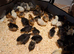Chicks various breeds