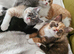 Beautiful Home-Raised BSH & Selkirk Rex Kittens