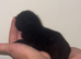 4 lovely kittens
