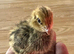 Japanese quail