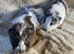 Baby Bonded Male Guinea Pigs