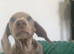 Miniature Dachshund ready for their forever