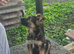 German Shepard Puppy