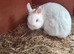 Beautiful white boy looking for a forever home
