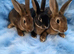Baby Rex rabbits two brothers