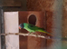 Slatey-Headed Male Parakeet