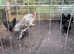 Brahma hatching eggs available
