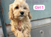 Cavapoo