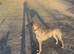 Lurcher