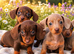 Beautiful dachshund puppies ready for their forever homes