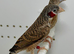 Beautiful pairs of Cut-throat finches for sale
