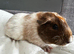 3 female guinea pig babies - still available ready to leave