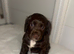 cocker spaniel puppies for sale