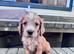 KC Registered Cocker spaniel’s