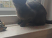 Maine coon cross blue Russian 5 months old girl